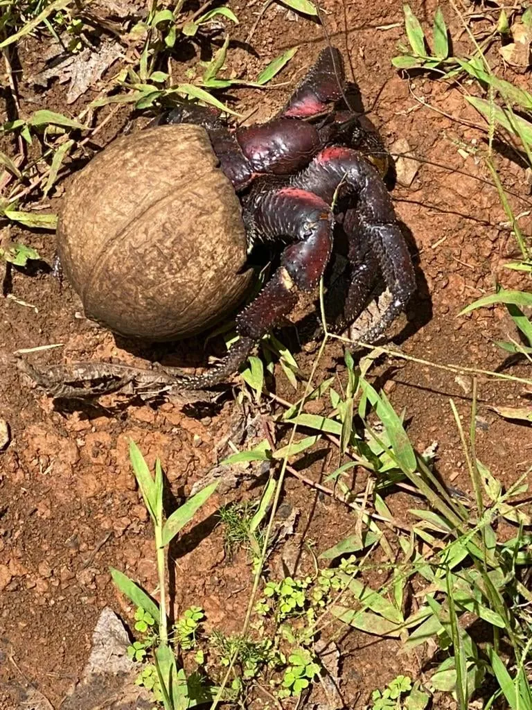 Visiting Pitcairn island