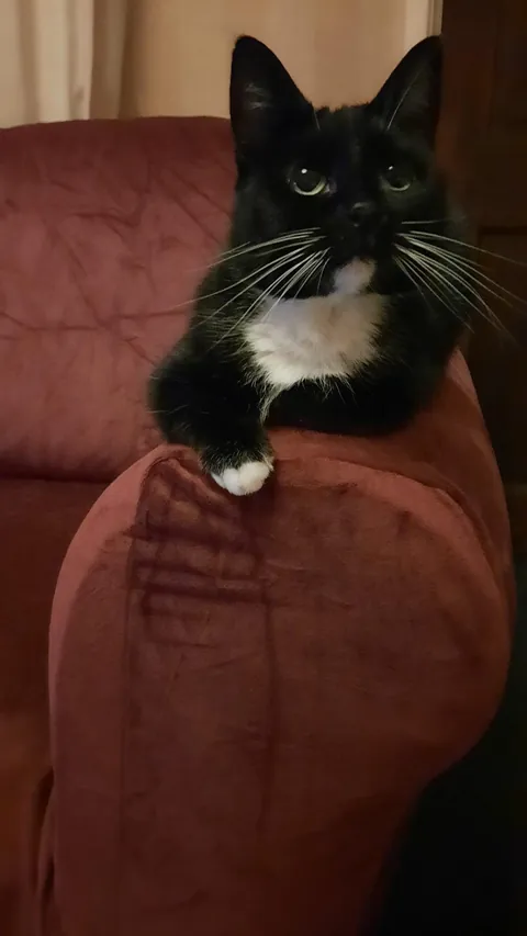 This is Boadicea or Bobo, she is getting a biopsy tomorrow and we are just looking for positive energy and love sent her way!