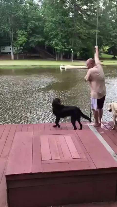 Dogs panic when owner swings out and falls into lake, then swim out to rescue him.