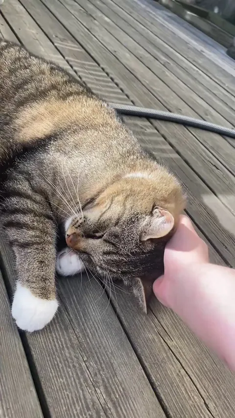 This isn’t even my cat, yet he comes in my garden everyday and cuddles up with me. 🥹