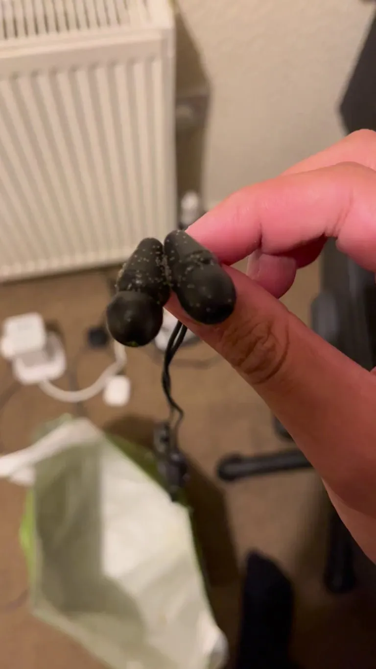 what are these tiny bugs that have raided my room…?