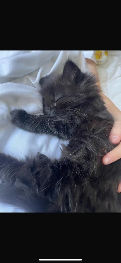 Can you believe this cutie wasn’t wanted!