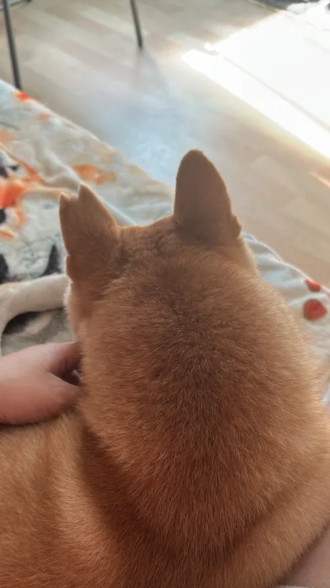 Coworkers dog got attacked. Has his own silhouette on his ear now