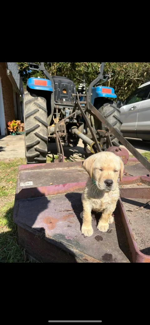 Some pics of my pup throughout her life so far