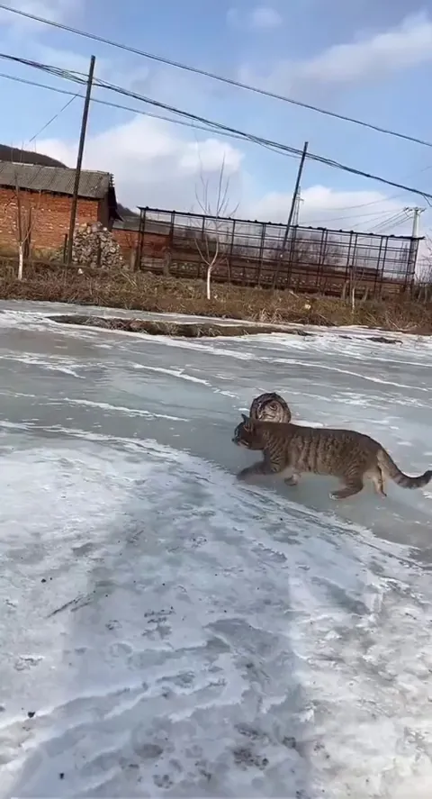 The backflip, a gymnast is born.