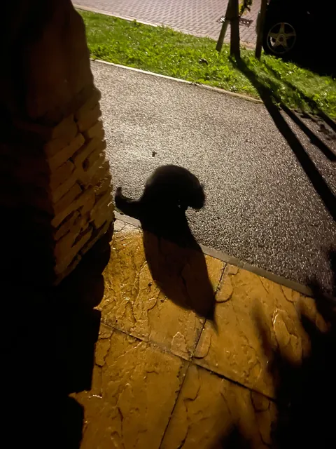 I am looking for my missing cat and a black cat has followed me to my front door. This is not my cat. Not sure what to do. It keeps rubbing against my legs and meowing very loudly every time I try to walk away