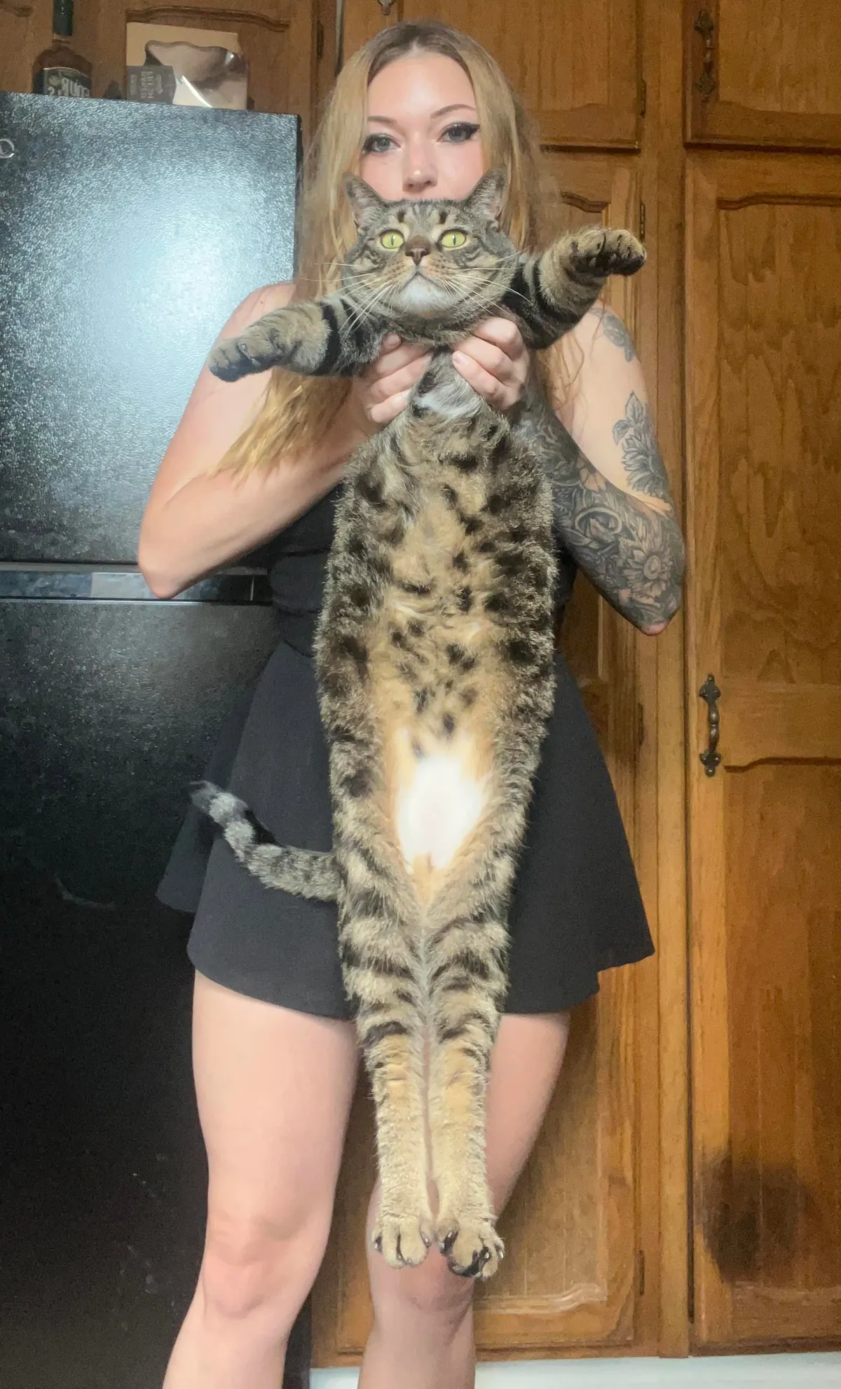 Is my cat bigger than the average male cat? I feel like he's huge
