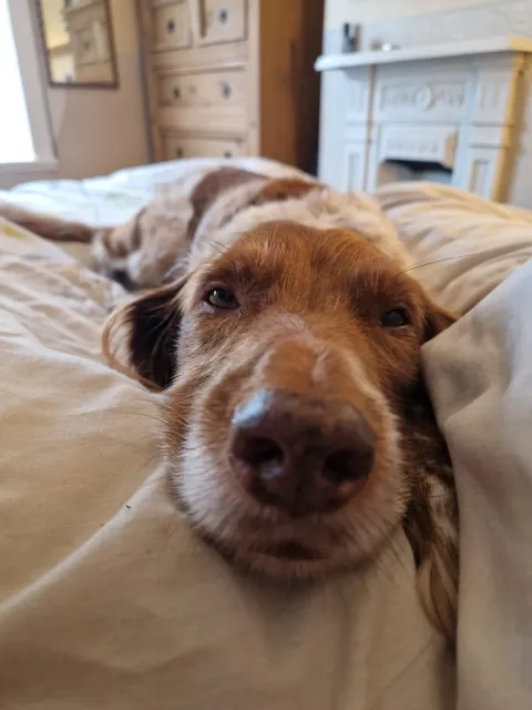 Benji is the gooddest pupperino