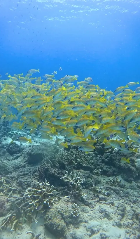 Some clicks from my recent visit to Andaman and Nicobar Islands, Union territory of India