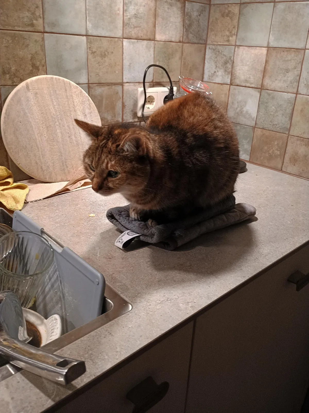 My cat Winnie isn't allowed on the counter. She thinks this counts as "not on the counter"