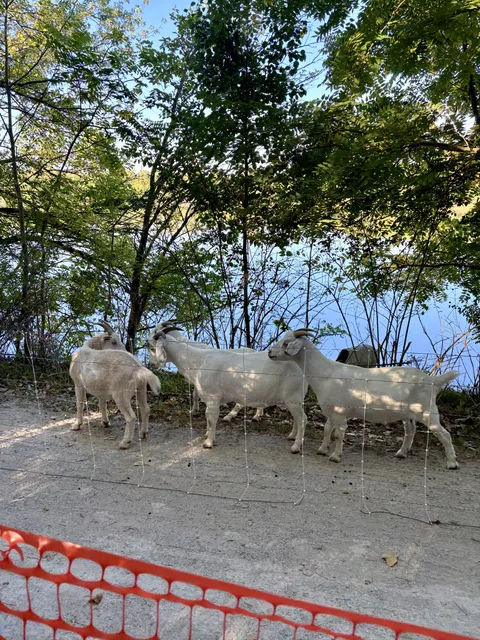 The city is utilizing goats to clear overgrowth at a park near me