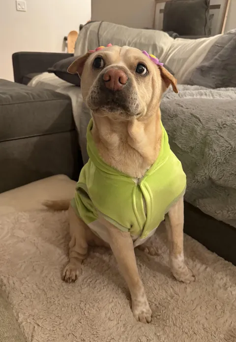 Broccoli is feeling bonita today