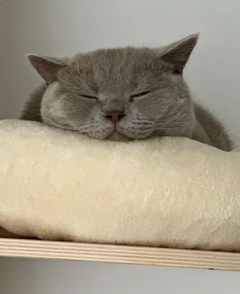 First time our tomcat staying home when we on vacation