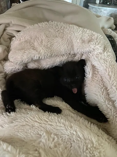 Void kitty I snatched from a job site after she was almost ran over.