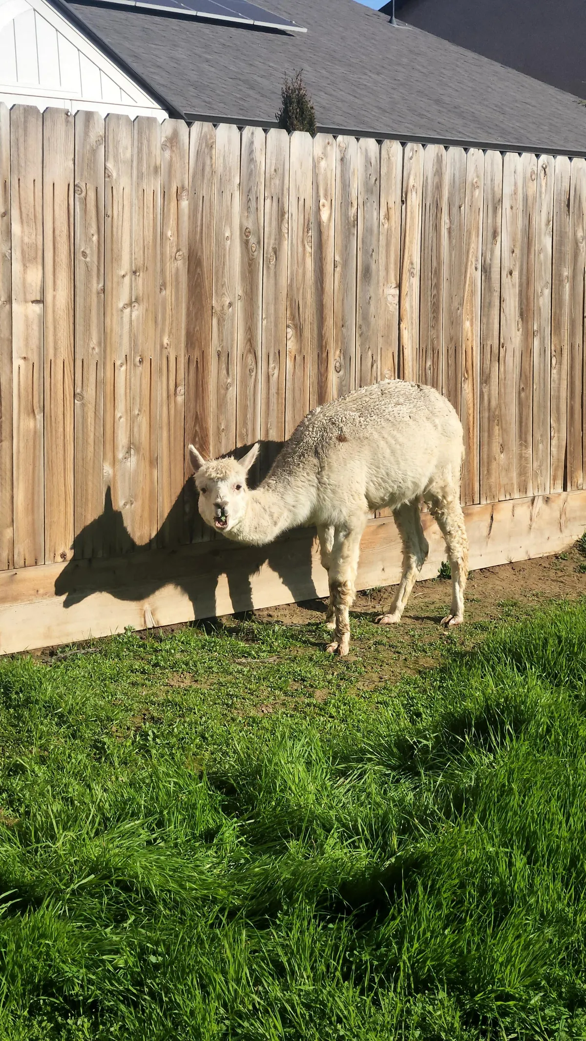 UPDATE: Stinging nettle everywhere! (I hired GOATS!)