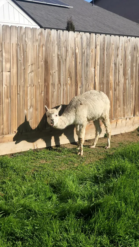 UPDATE: Stinging nettle everywhere! (I hired GOATS!)
