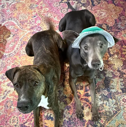 I was adopted 2 years ago today!