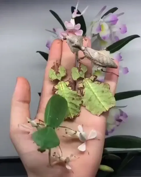 The Camouflage of Leaf Insects ( Phyllliidae )