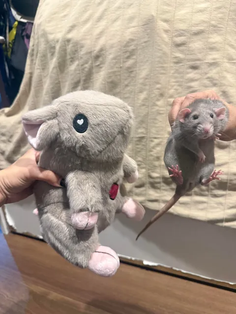 Remy isn’t very pleased (she is so ready to bite it)