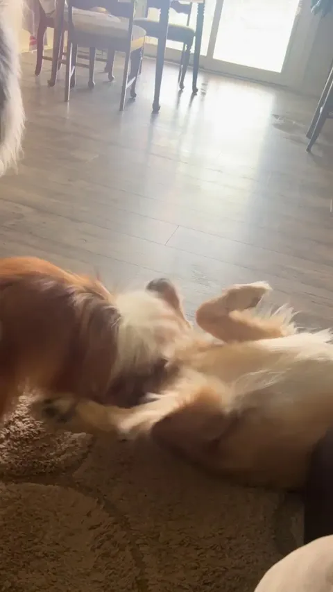 A game of bitey face