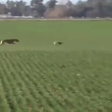 🔥 Different animal escaping techniques from their hunter
