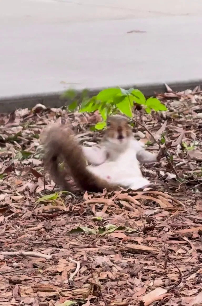 What behavior makes him so silly?