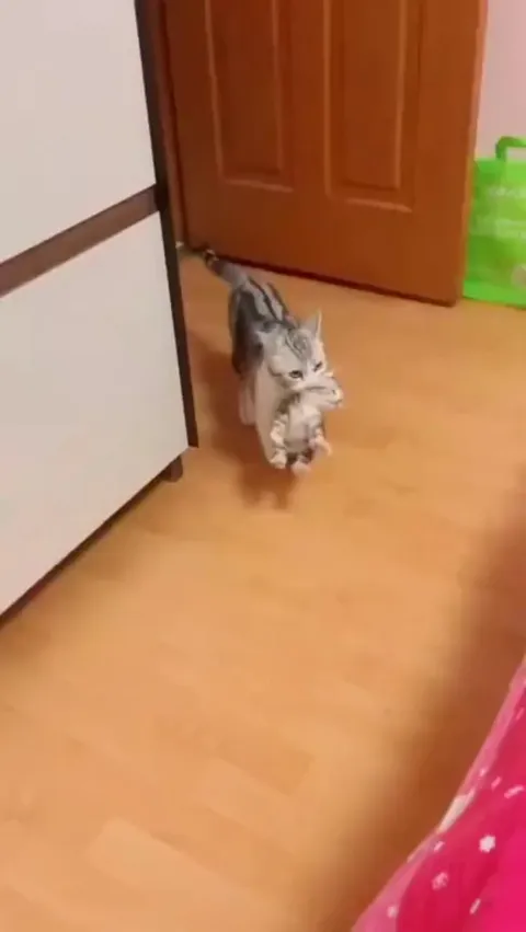 Did anybody order some kittens?