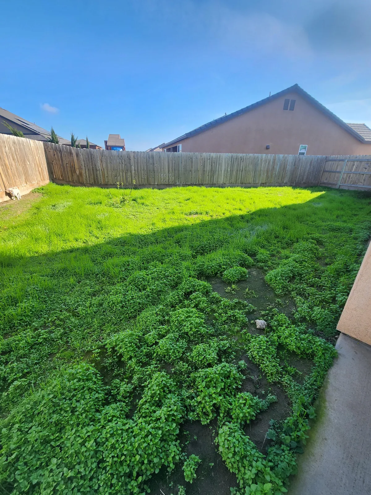 UPDATE: Stinging nettle everywhere! (I hired GOATS!)