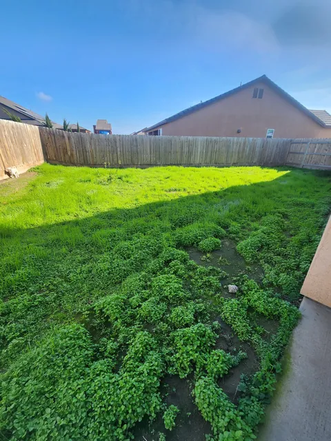 UPDATE: Stinging nettle everywhere! (I hired GOATS!)