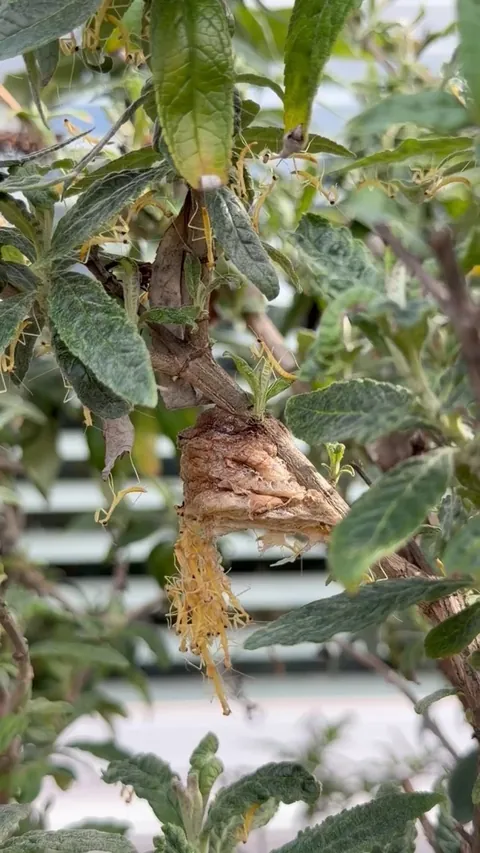Praying Mantis nest hatching