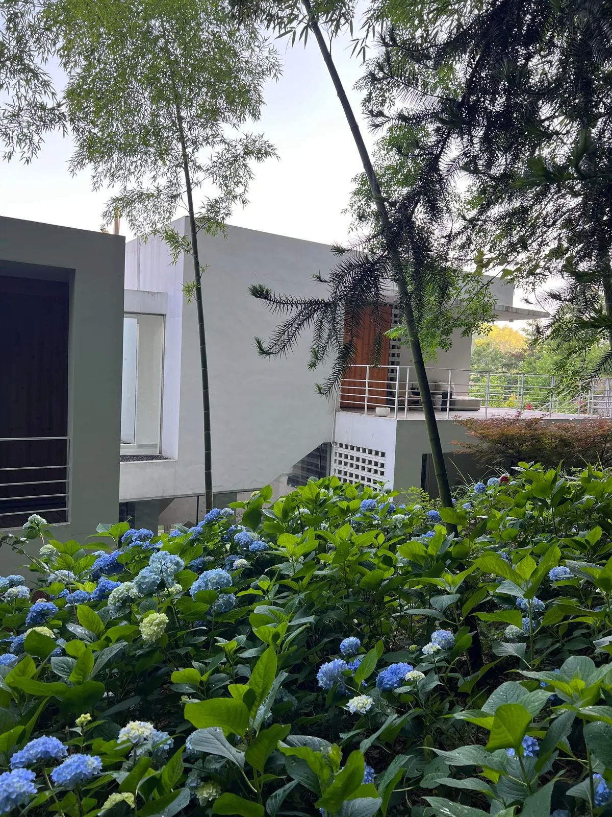 My Mother's Hydrangeas in the Chinese Countryside