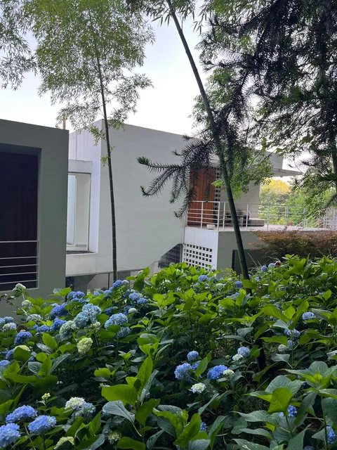 My Mother's Hydrangeas in the Chinese Countryside