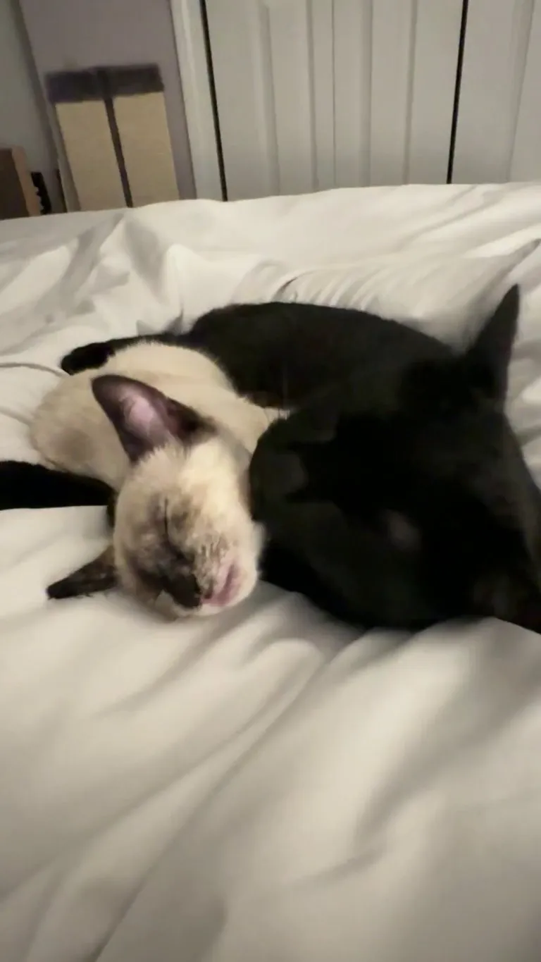 Two cats &gt;&gt;&gt;&gt; one cat. I’m so happy I got a second kitty!