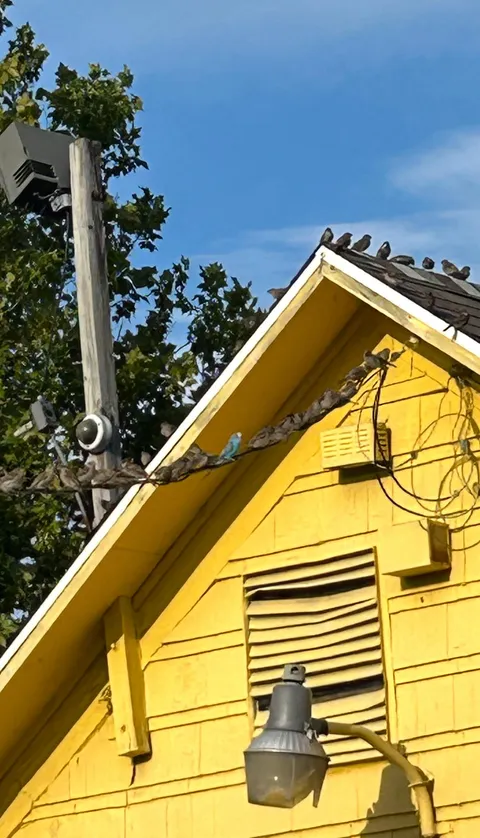 Someones lost pet parakeet is living with a flock of wild sparrows (upstate NY)