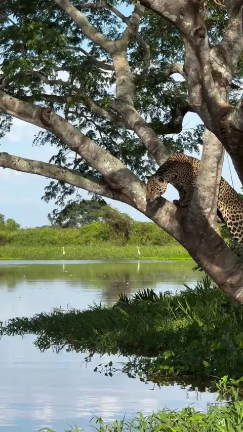 🔥 An attempt was made