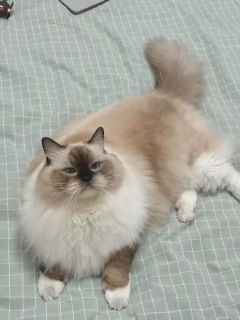 Snowball the floof is here!