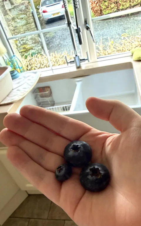 The difference in size between blueberries from our garden (right) vs the supermarket (left)
