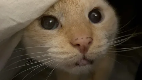My cat likes to climb under my blankets with me.