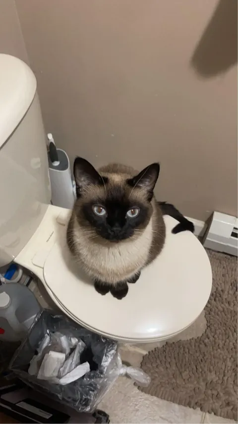 guardian of toilets