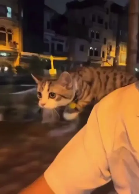 Just passing through, don’t mind me
