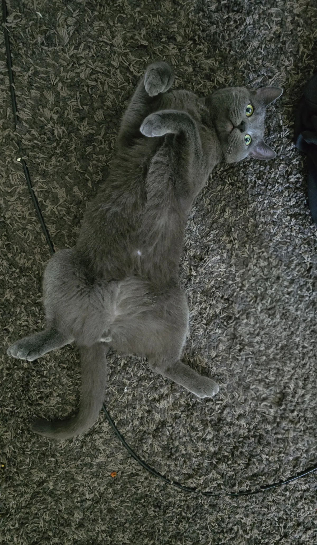 I just got my first cat, can't stop looking att him 😻