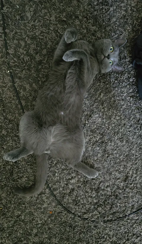 I just got my first cat, can't stop looking att him 😻