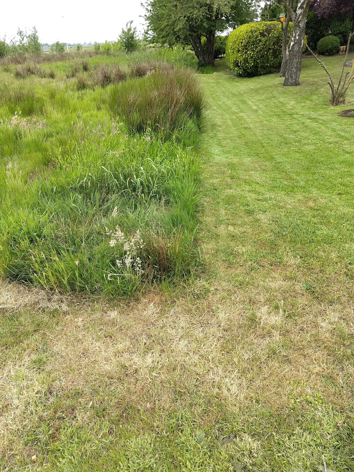 Mowed Lawn vs Wild grasses