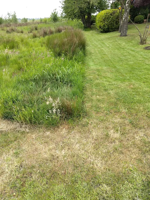 Mowed Lawn vs Wild grasses