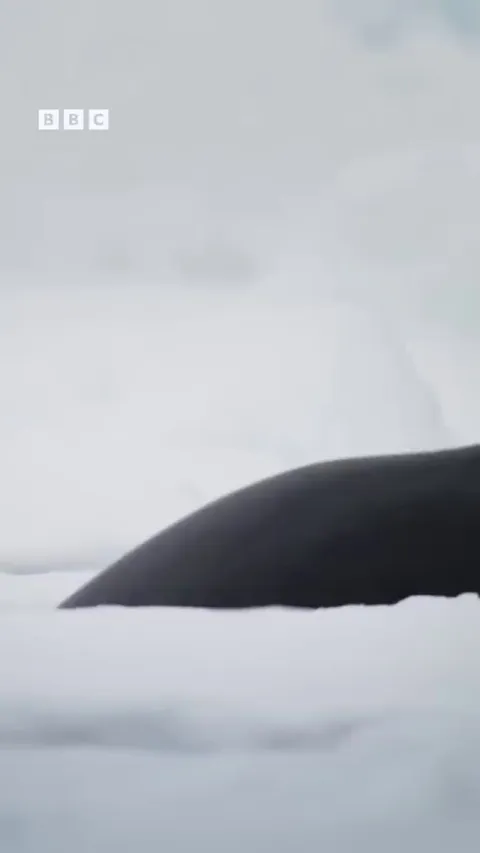 🔥 Orcas producing a sub-surface wave