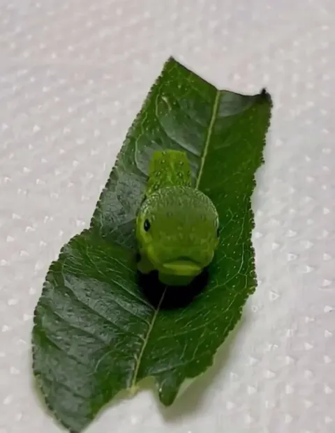 This inch-worm using a leaf as a seesaw