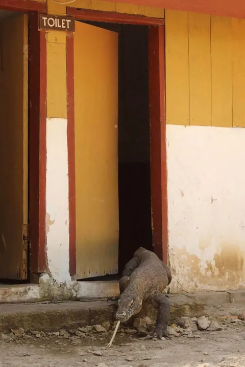 🔥The winners and finalists of the Wildlife Comedy Photography Awards (2016)