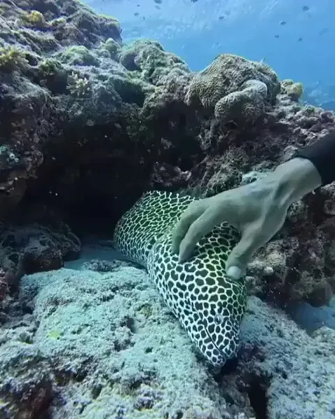 Petting a Moray Eel