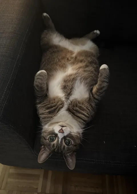 Dare I touch the belly?..