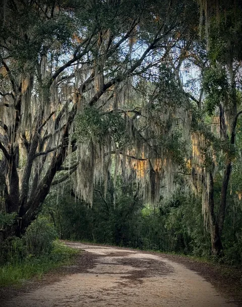 This dirt road beneath the Spanish moss